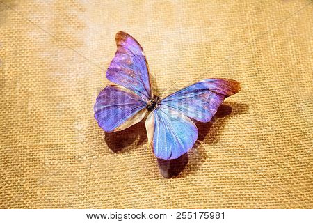 Rhetenor Blue Morpho Butterfly Morpho Rhetenor Rhetenor Pinned To A Display Board As A Specimen