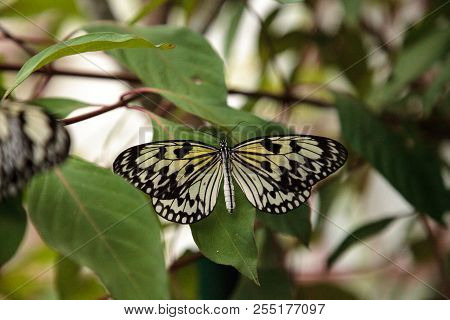 Tree Nymph Butterfly Idea Malabarica