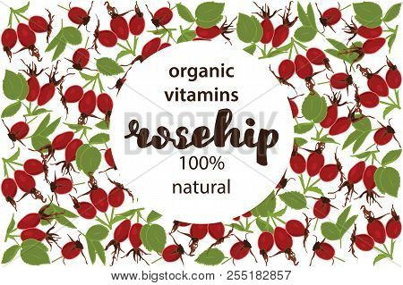 Vector Illustration Of Rosehip And Leaf Design With Lettering Rosehip Background White And Berry And