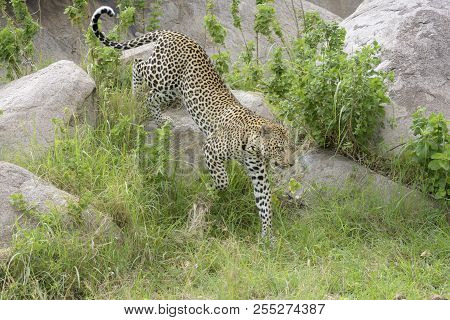 Leopard (panthera Pardus) Walking Over Rock And Between Grass, Close By, Serengeti National Park, Ta