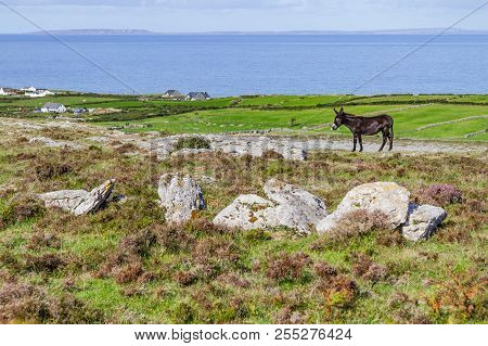 Donkey With Fanore Farms And Aran Islands In Background