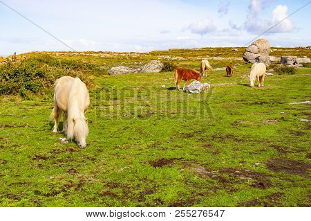 White Horse Over Burren Mountains In Fanore