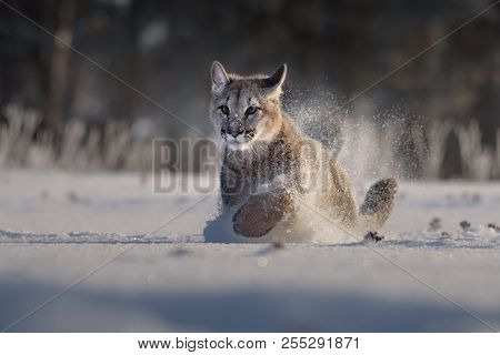 Cougar (puma Concolor), Also Commonly Known As The Mountain Lion, Puma, Panther, Or Catamount. Is Th