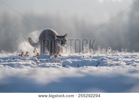 Cougar (puma Concolor), Also Commonly Known As The Mountain Lion, Puma, Panther, Or Catamount. Is Th