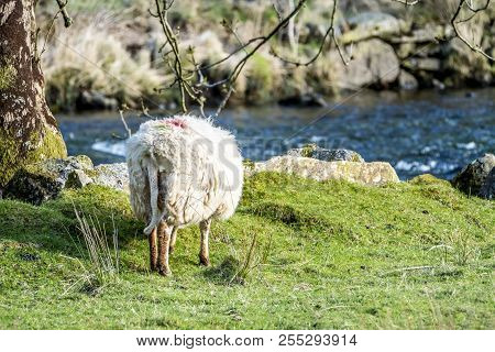 Sheep Grazing In Welsh Landscape Close To The River