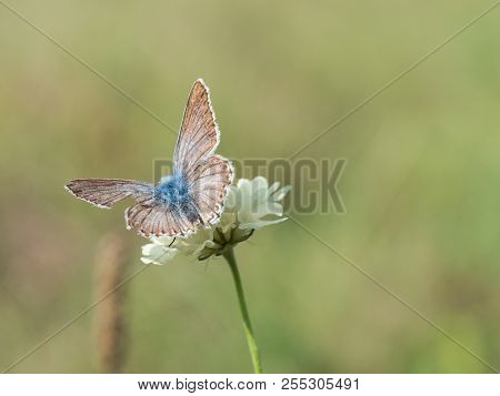 The Chalkhill Blue (polyommatus Coridon) Butterfly Sitting On A Blooming Flower And Feeding