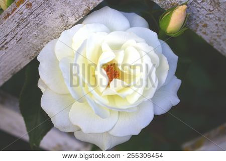 Romantic White Rose Flower On Green Background