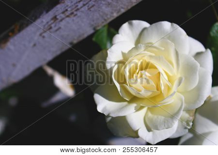 Romantic White Rose Flower On Green Background