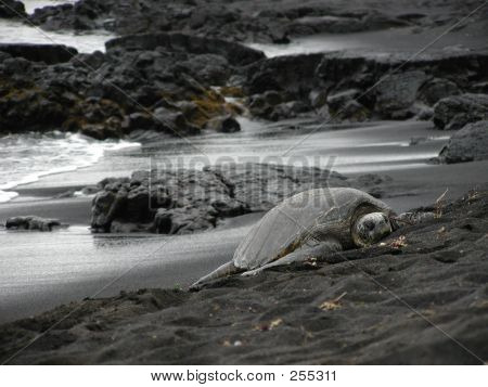 Schildkröte am Strand