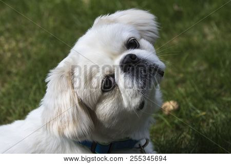 Small Tiny Puppy White Pekignese On The Meadow