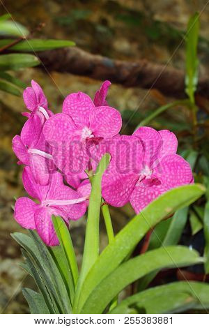 Beautiful Pink Orchid Branch Variety Phalaenopsis Vanda  On Abstract Blurred Background