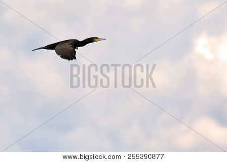Great Or White-breasted Cormorant In Flight (phalacrocorax Carbo)