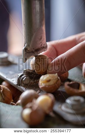 Shell Cracker For Cracking Macadamia, Open Macadamia Nut