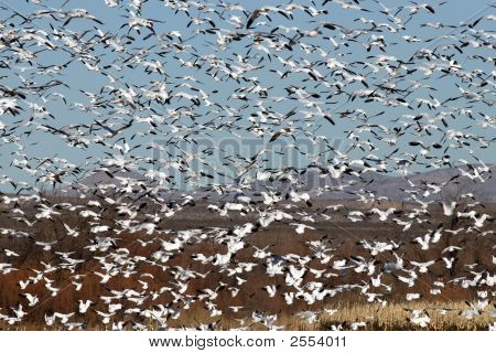 Oies des neiges en vol