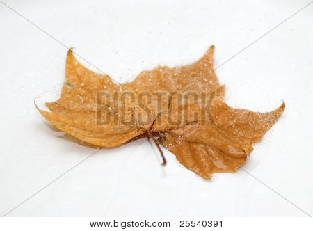 Efterår ahornblad i regnen