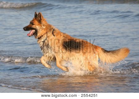 Springning hund