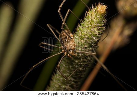 Harvestman Sitting On Top Of A Foxtail, Isolated Against A Black, Brown And Green Background.