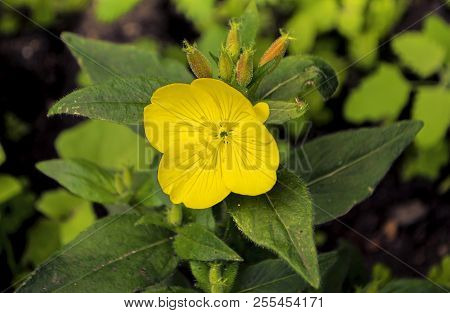 Flower Enotera Yellow On The Flowerbed Closeup