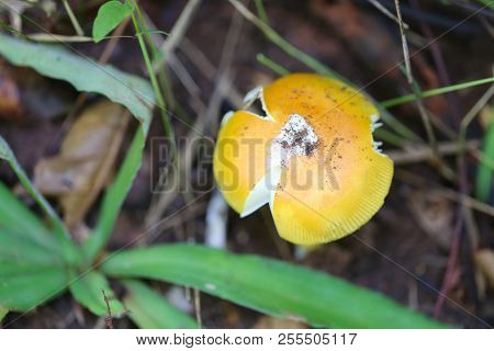 Fresh Yellow Amanita Virosa Of Mushroom To Can Eat On Ground In The Rainforest Of Thailand.