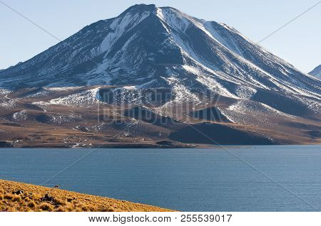 Miscanti Lagoon - Atacama Region - Chile