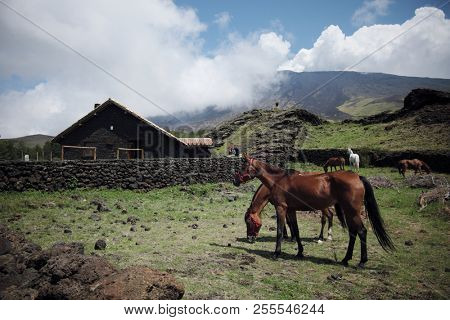 ADRANO, ETNA PARK, SICILY, ITALY - AUGUST 25, 2018: wide view Galvarina Refuge and horses that grazing under Etna Mount  