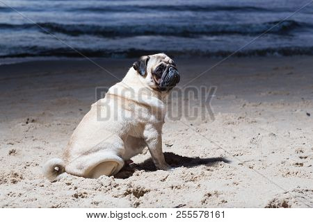 Dog Sit At Baltic Sea, Evening, Woter And Waves.