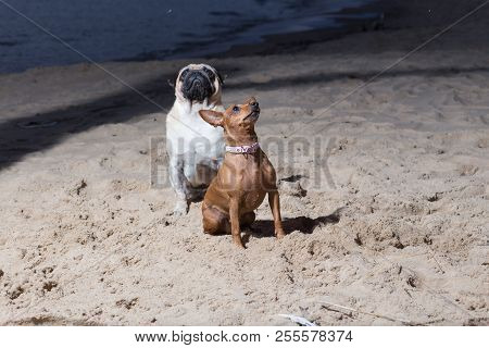 Two Dogs Sit At Baltic Sea. White Mops And Brovn Toy Terrier.