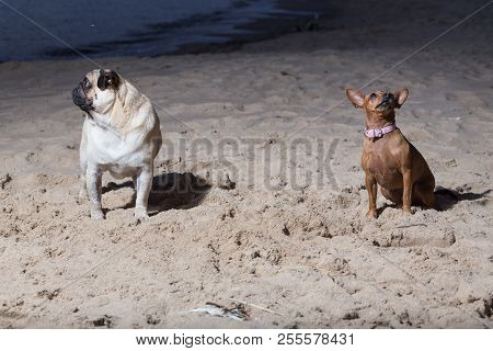 Two Dogs Sit At Baltic Sea. White Mops And Brovn Toy Terrier.