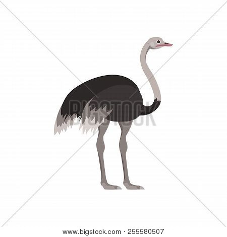 Cartoon Ostrich Bird Vector Photo Free Trial Bigstock