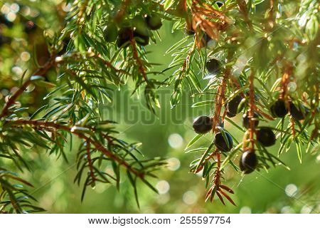 Juniper Berries Growing On The Tree Branch Under The Beautiful Sunlight
