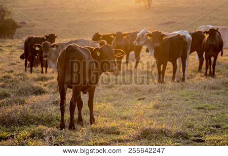 Shot Taken In The Morning In A Rural Area Of São Paulo. Displaying Grass Fed Beef Cattle With Tags O