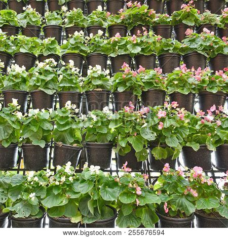 Vertical Gardening Decorative Wall Hanging Flower Pots