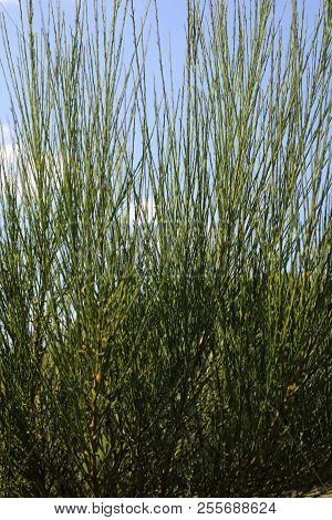 Cytisus Scoparius In The Garden Without Flowers In August