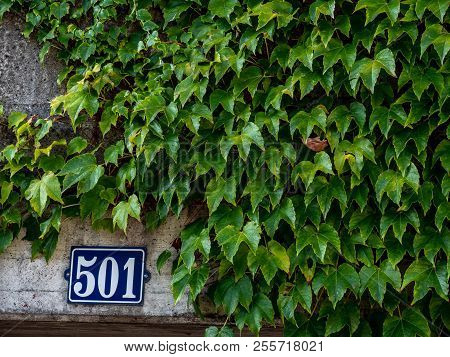 House Number 501 At A Concrete Wall With Wall Plant Covering It