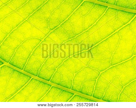 Select Focus Of Green Leaf Texture Macro And Bleary Of Leaves Texture.useful As Background.