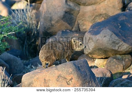 Rock Daman (heterocxyrax-latin) Rock Hyrak. Namibia, Africa