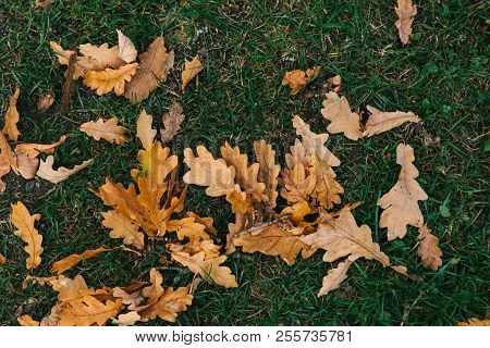 Close-up Of Autumn Yellow Oak Leaves Lay On The Grass. Autumn Time.