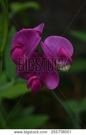 Garden With A Perfect Blooming Pink Sweet Pea Vine.