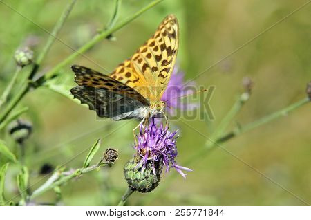 The Silver-washed Fritillary (argynnis Paphia) Butterfly. Centaurea Scabiosa Or Greater Knapweed Is 