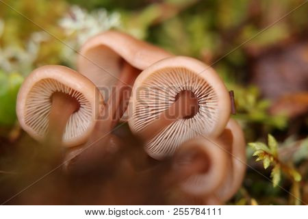 Bunch Of The Edible Mushroom Collybia Acervata, Seen From Below