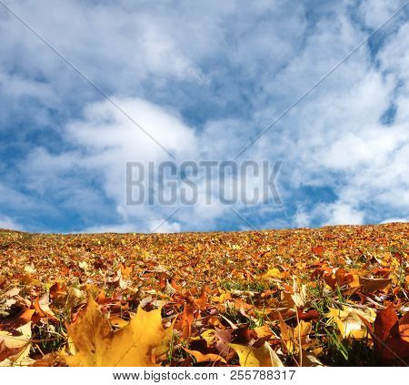 Fall Yellow Maple Leafs And Crear Sky Background