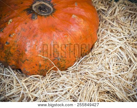 Pumpkin Close-up. Orange Pumpkin Top View. Gourd Fragment Close Up. Squash Background. Large Orange 