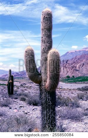 Cactus In Jujuy Province - Northern Argentina. Echinopsis Atacamensis Is A Species Of Cactus From Ch