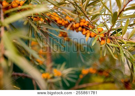 Branch Of Sea Buckthorn In A Garden.sea-buckthorn Oil.vitaminic Healthy Sea Buckthorn Tea. Fresh Raw