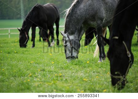 Herd Kladruber Horses Grazing In The Spring Pasture