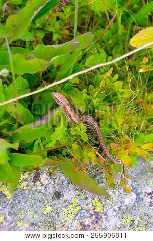 Lizard Brown Gray Yellow With Tail Creeps Hiding On The Bush And Structural Stone Of The Rock, Cover