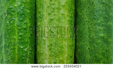 Three Cucumber Texture Background. Mature Green Cucumbers With Pimples. For 3d Texturing, Design
