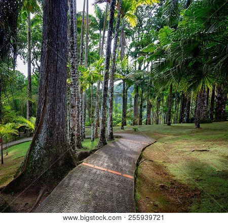 Tropical Balata Garden In Martinique. Balata Botanic Garden In Martinique.