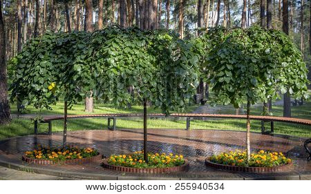Hornbeam In A Summer Park, Cut Into A Beautiful Shape