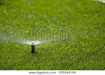 Automatic Sprinkler System Watering The Lawn On A Background Of Green Grass
